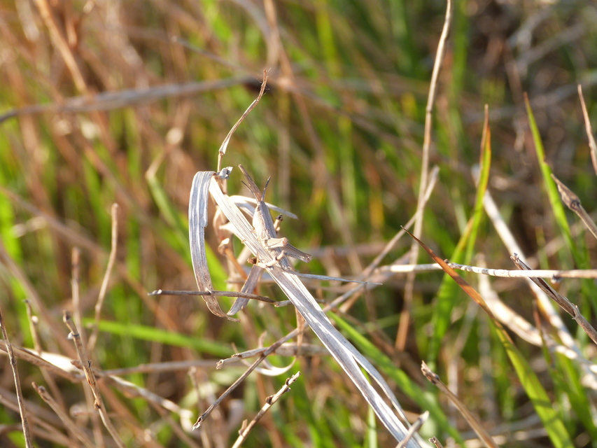 Euchorthippus declivus - rövidszárnyú rétisáska