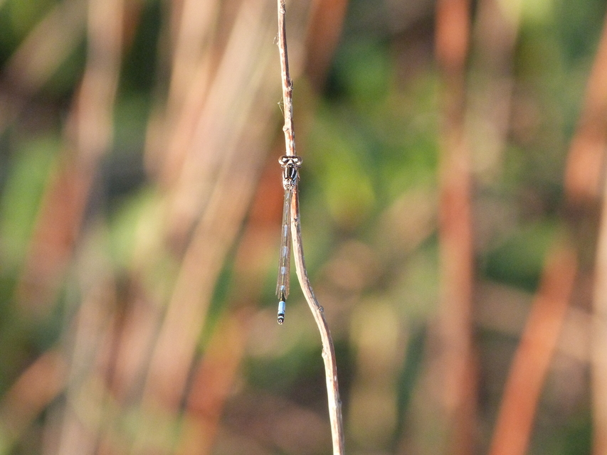 Coenagrion ornatum - díszes légivadász