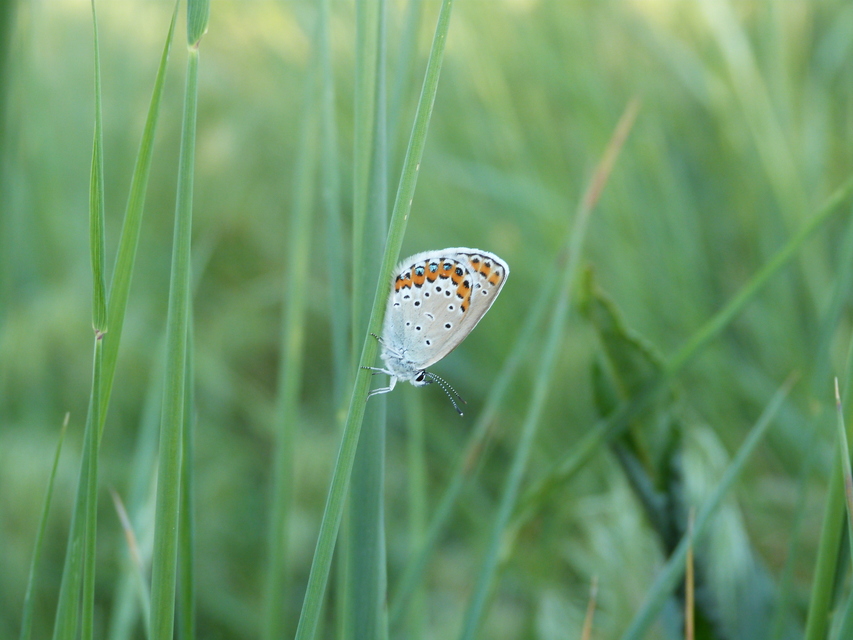 Plebejus argyrognomon - tintakék boglárka