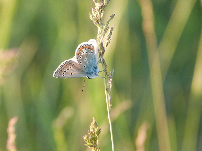 Polyommatus thersites - ibolyaszín boglárka