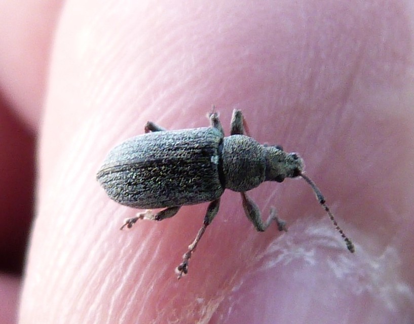 Phyllobius pyri - gyümölcsfa-levélormányos