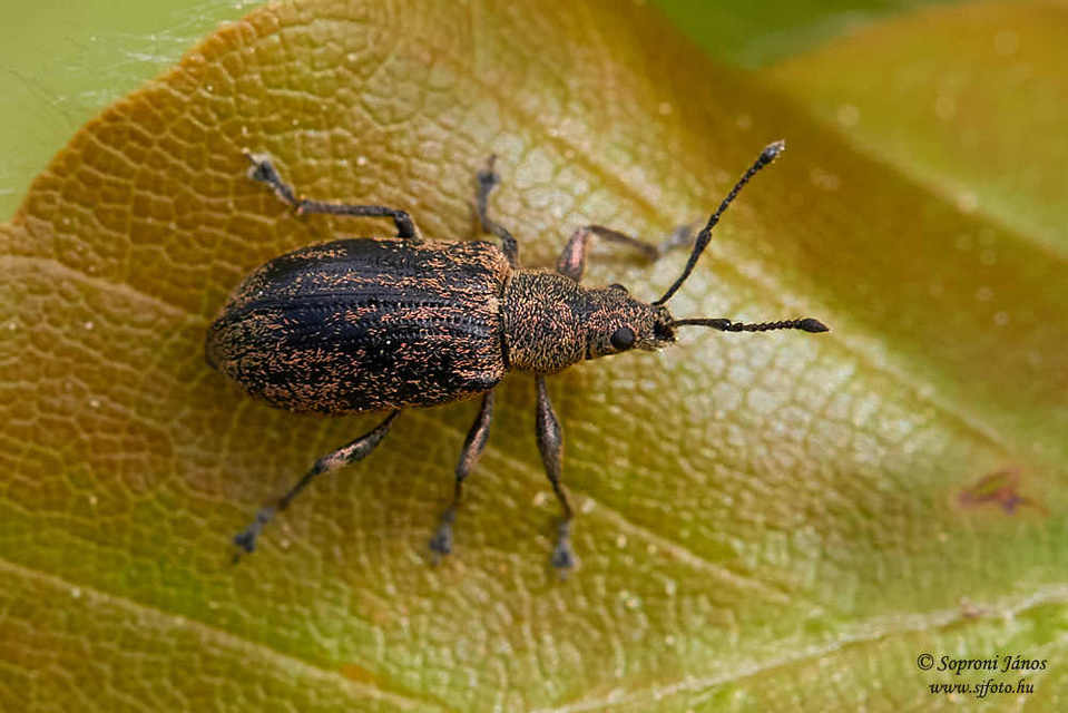 Phyllobius pyri - gyümölcsfa-levélormányos