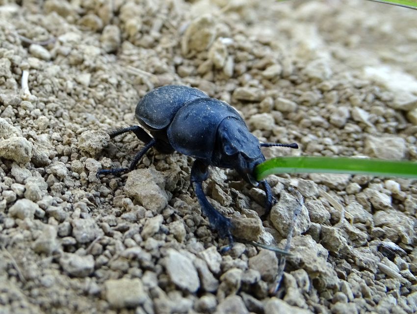 Lethrus apterus - nagyfejű csajkó