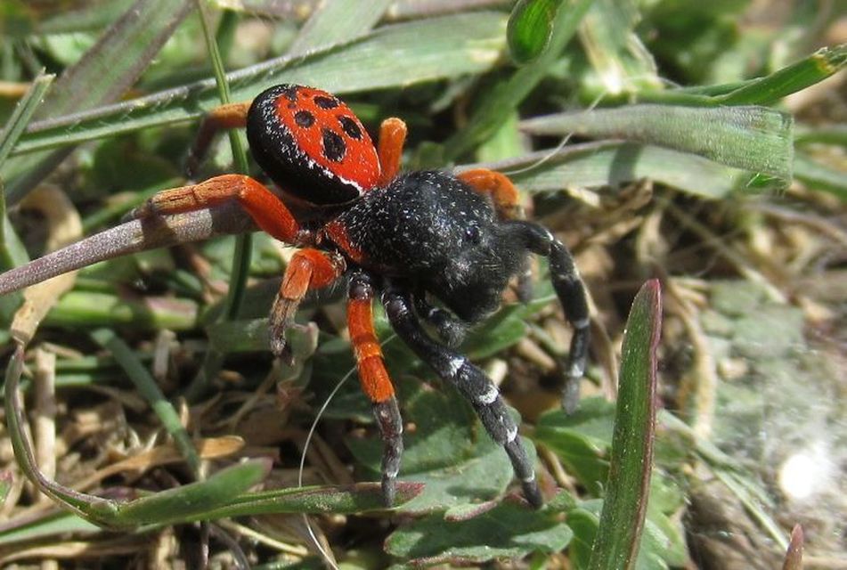 Eresus moravicus - sárgafejű bikapók Eresus moravicus - sárgafejű bikapók