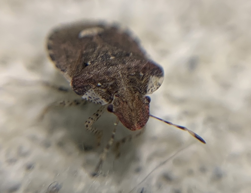 Dyroderes umbraculatus Dyroderes umbraculatus