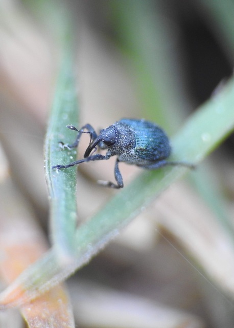 Ceutorhynchus ignitus - kékhamuka-ceutormányos