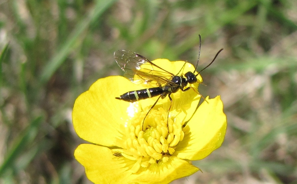 Cephidae - szalmadarazsak