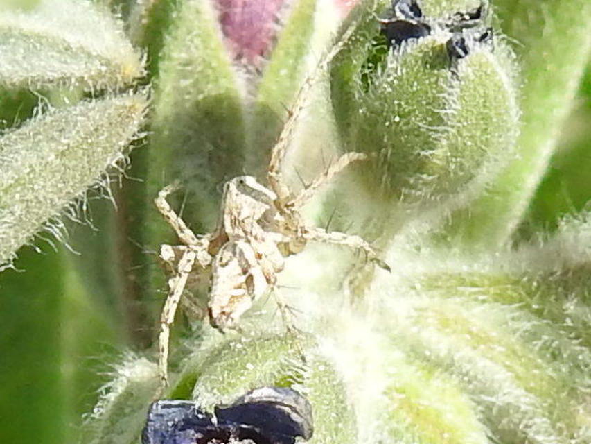 Oxyopes heterophthalmus - homoki hiúzpók