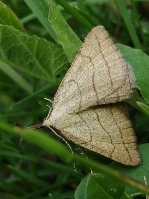 Polypogon tentacularia - sötétaljú karcsúbagoly