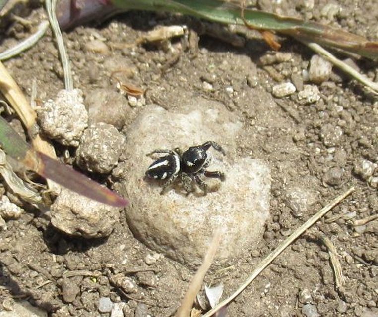 Pellenes nigrociliatus - csigás ugrópók