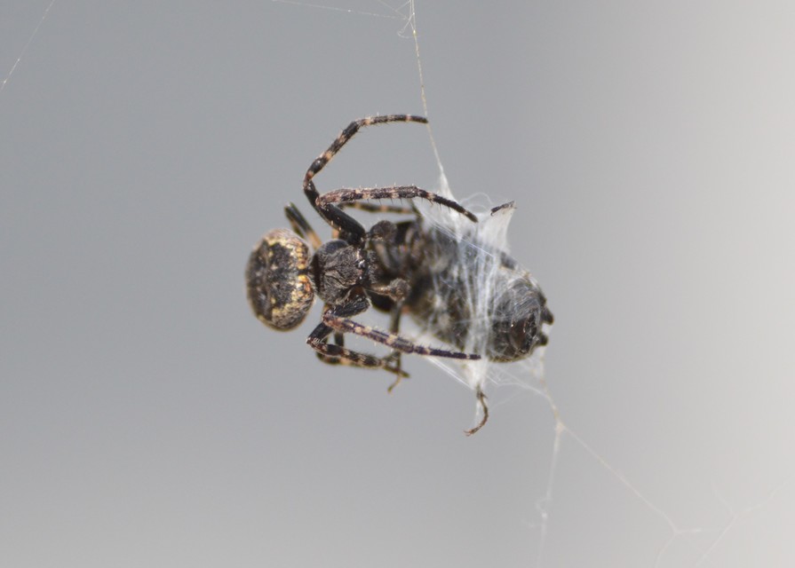 Nuctenea umbratica - közönséges rés-keresztespók
