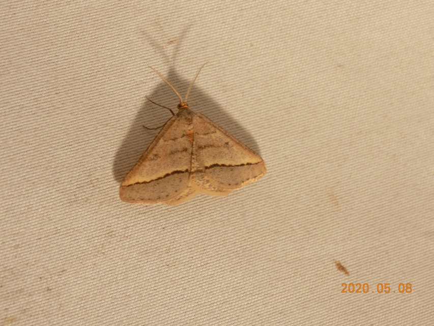 Tephrina arenacearia - lucerna-araszoló