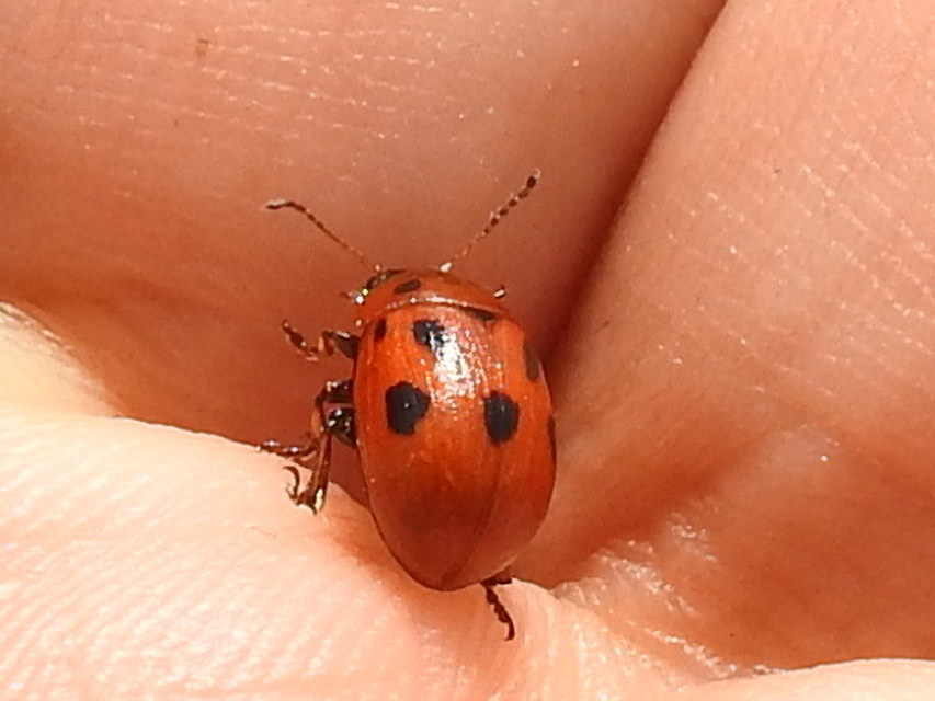 Gonioctena fornicata - közönséges lucernabogár