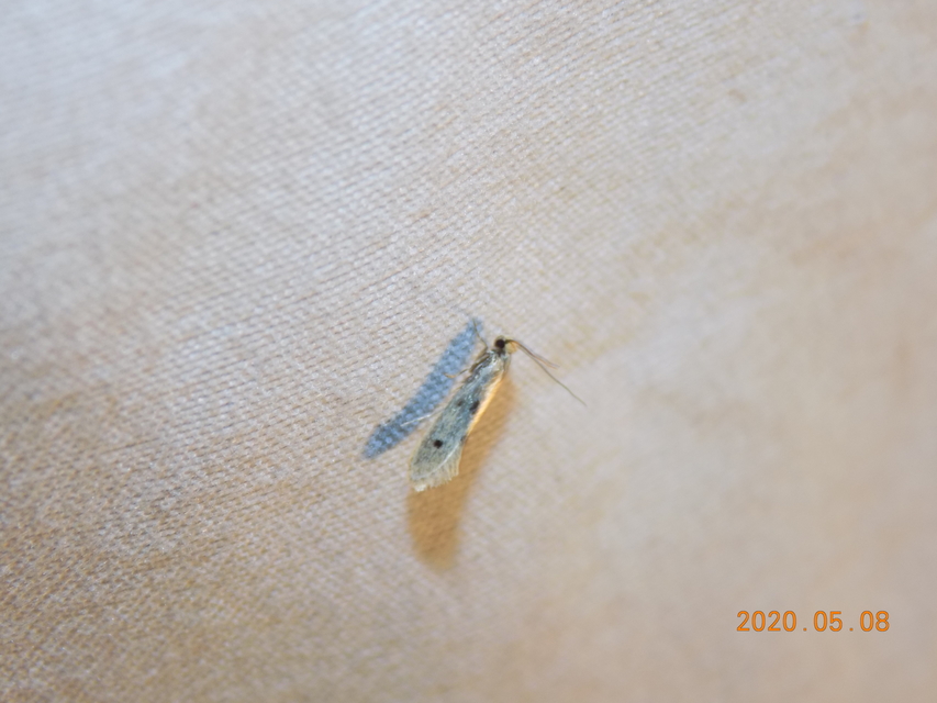 Tinea semifulvella - fényes hulladékmoly