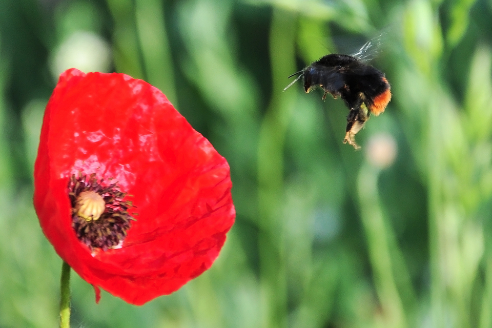 Bombus lapidarius - kövi poszméh