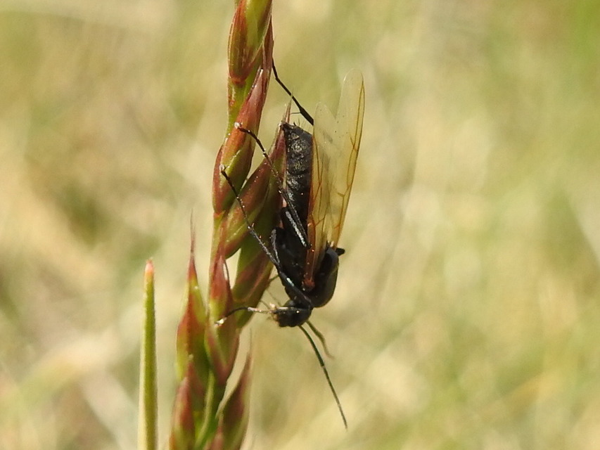 Camponotus