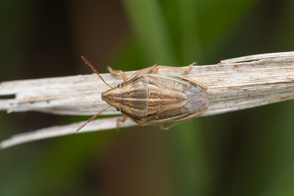 Aelia acuminata - közönséges szipolypoloska Aelia acuminata - közönséges szipolypoloska