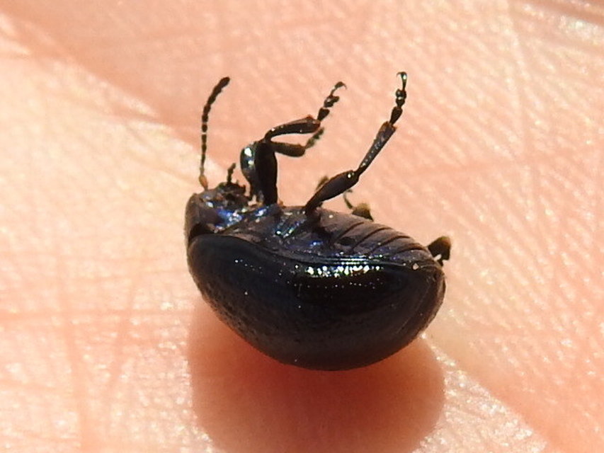 Chrysolina haemoptera - mezei levélbogár
