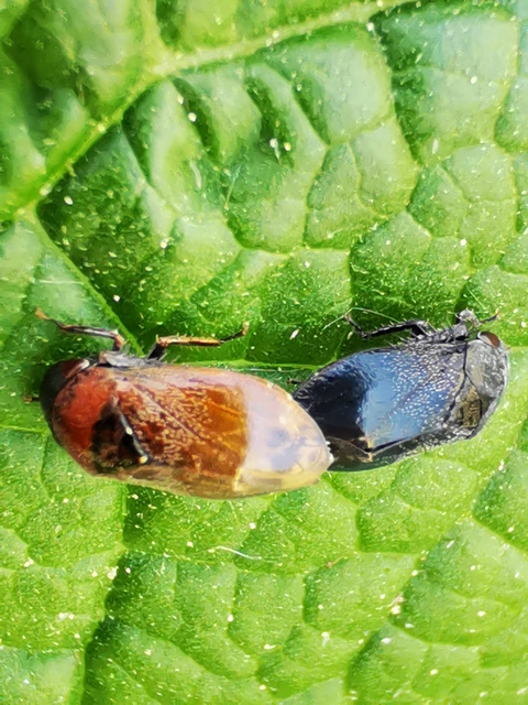 Penthimia nigra - fekete kabóca