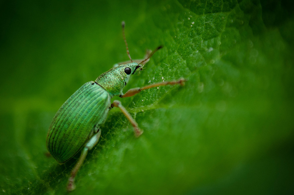 Polydrusus formosus - selymes lombormányos