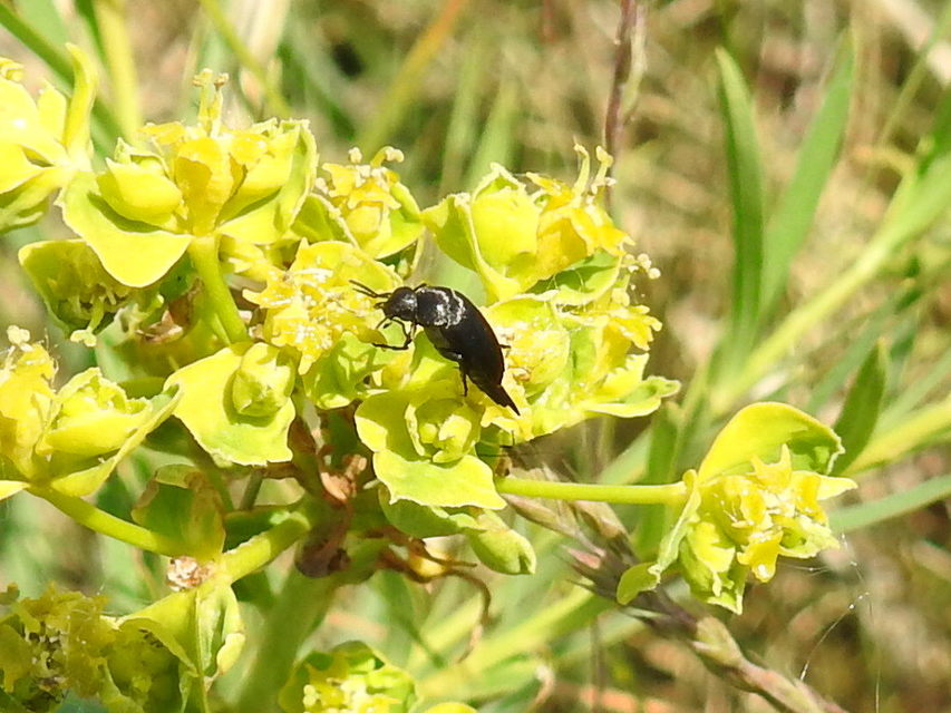 Mordellidae - marókafélék