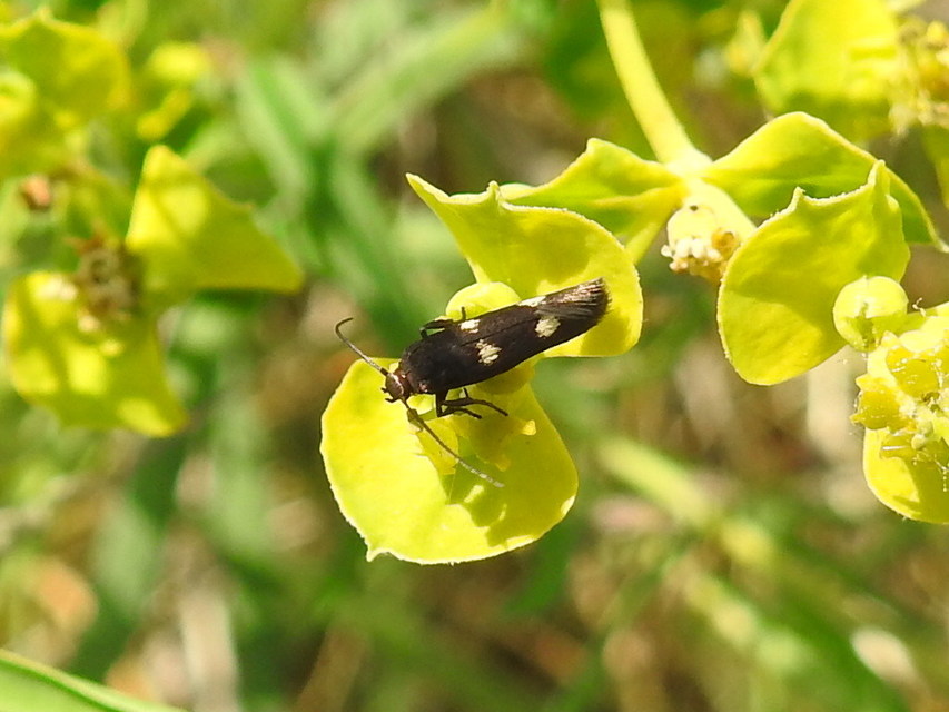 Parascythris muelleri - kétpettyes zöldmoly