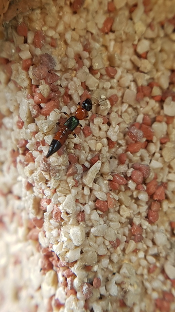 Paederus littoralis - réti partiholyva