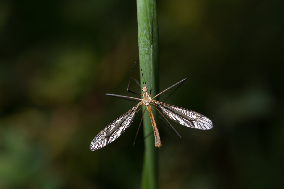 Tipula