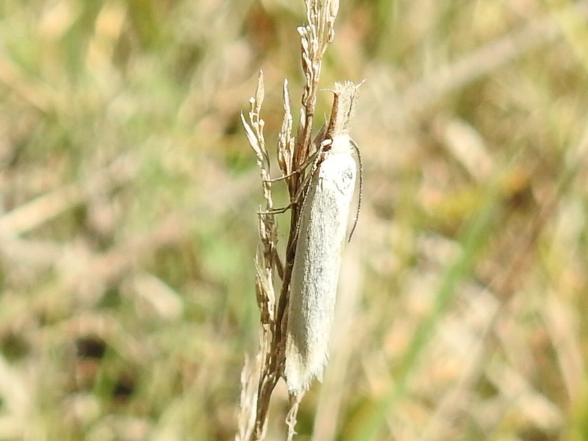 Pleurota