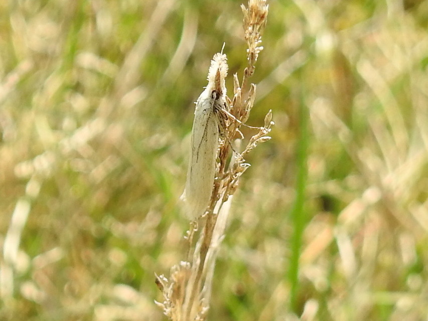 Pleurota
