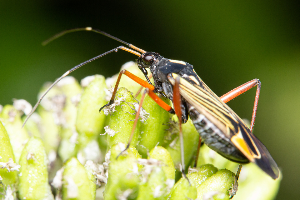 Miris striatus - sávos mezeipoloska