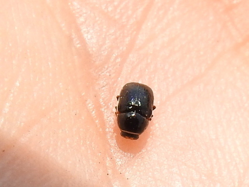 Cryptocephalus bameuli/flavipes