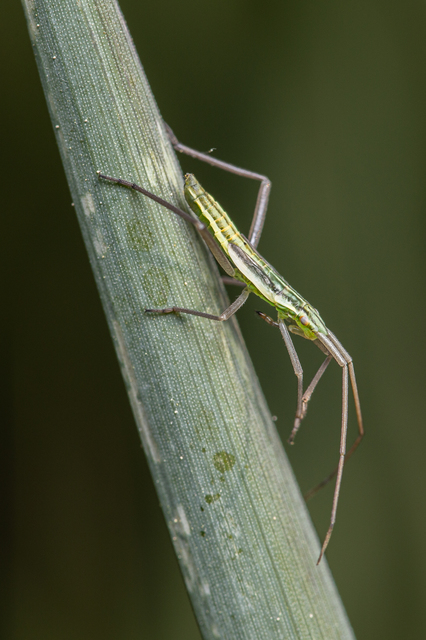 Notostira