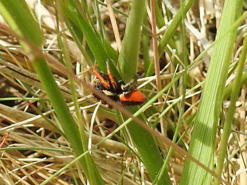 Philaeus chrysops - piros ugrópók