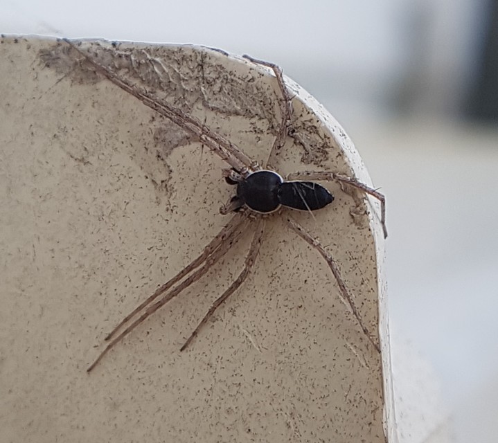Philodromus dispar - lomb karolópók