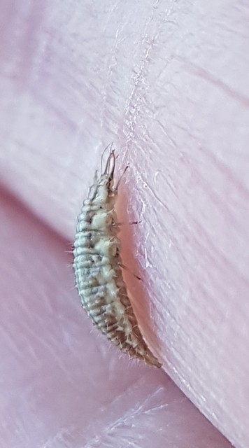 Chrysopidae - zöldfátyolkák
