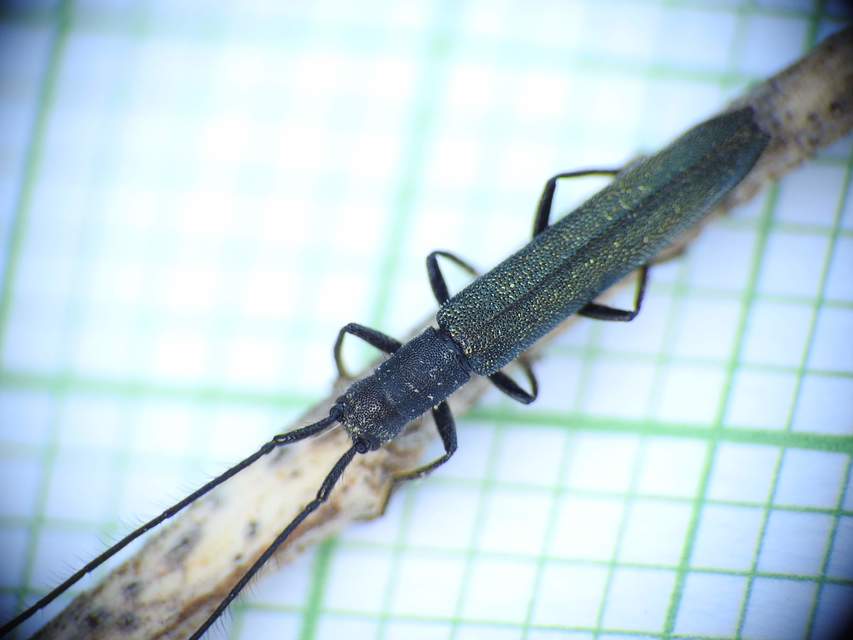 Theophilea subcylindricollis - hengeres szalmacincér