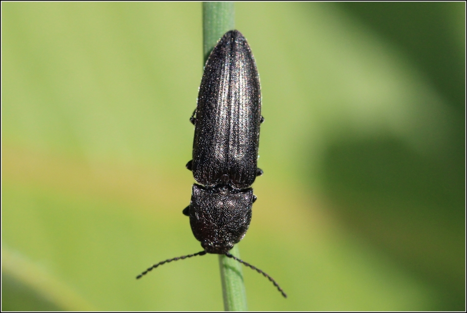 Cidnopus pilosus - szőrös pattanó