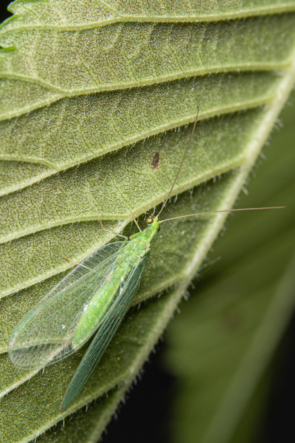 Chrysopidae - zöldfátyolkák