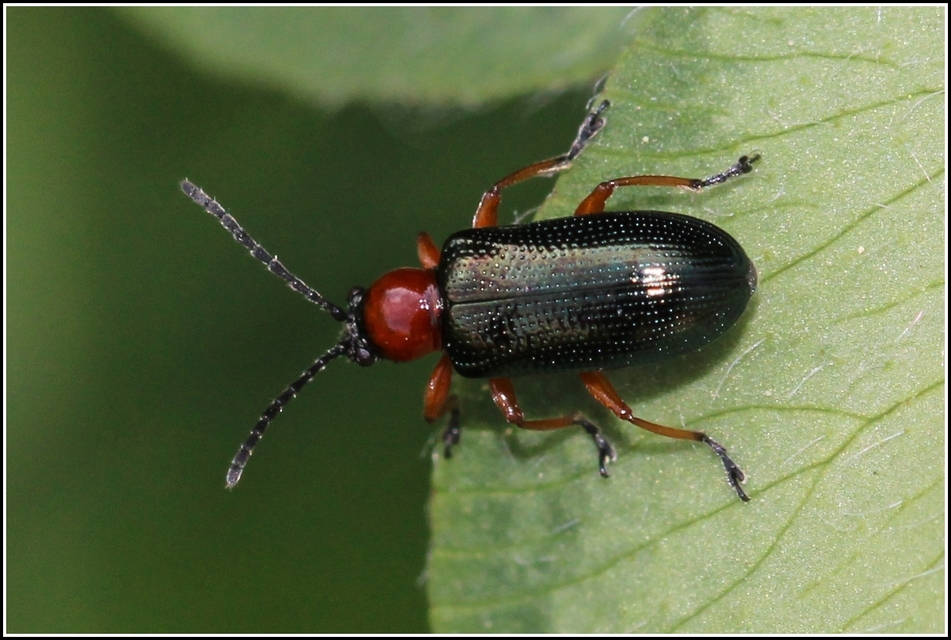Oulema melanopus/duftschmidi