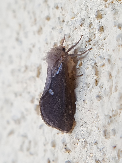 Korscheltellus lupulina - keleti gyökérrágólepke