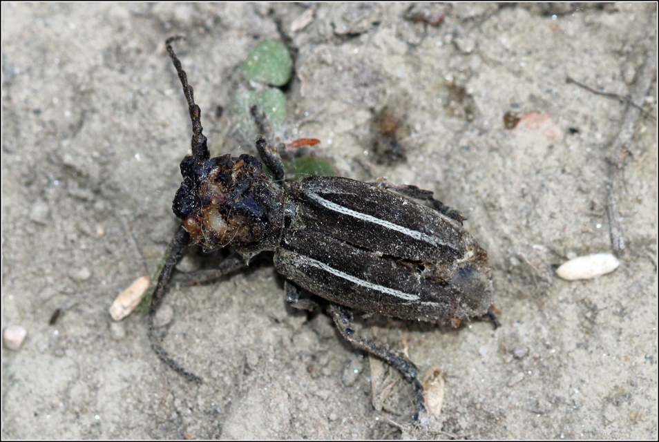 Neodorcadion bilineatum - kétsávos földicincér