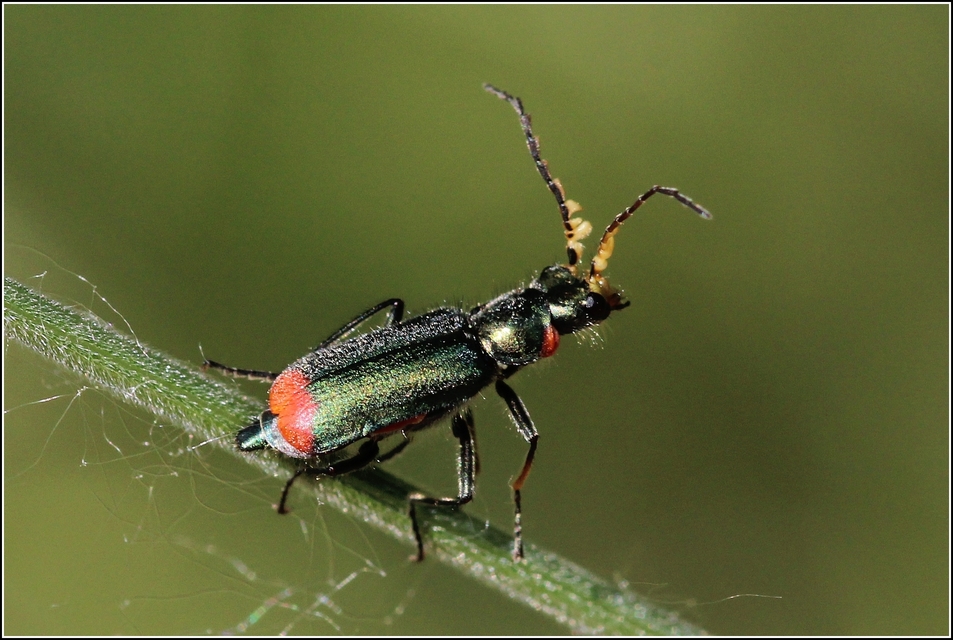 Malachius bipustulatus - kétfoltos bibircsesbogár