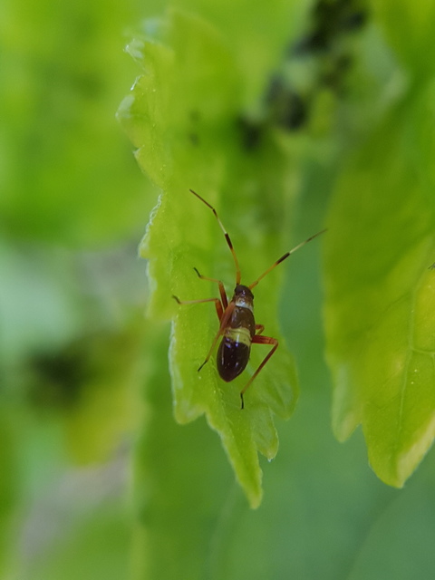 Closterotomus fulvomaculatus - komlópoloska