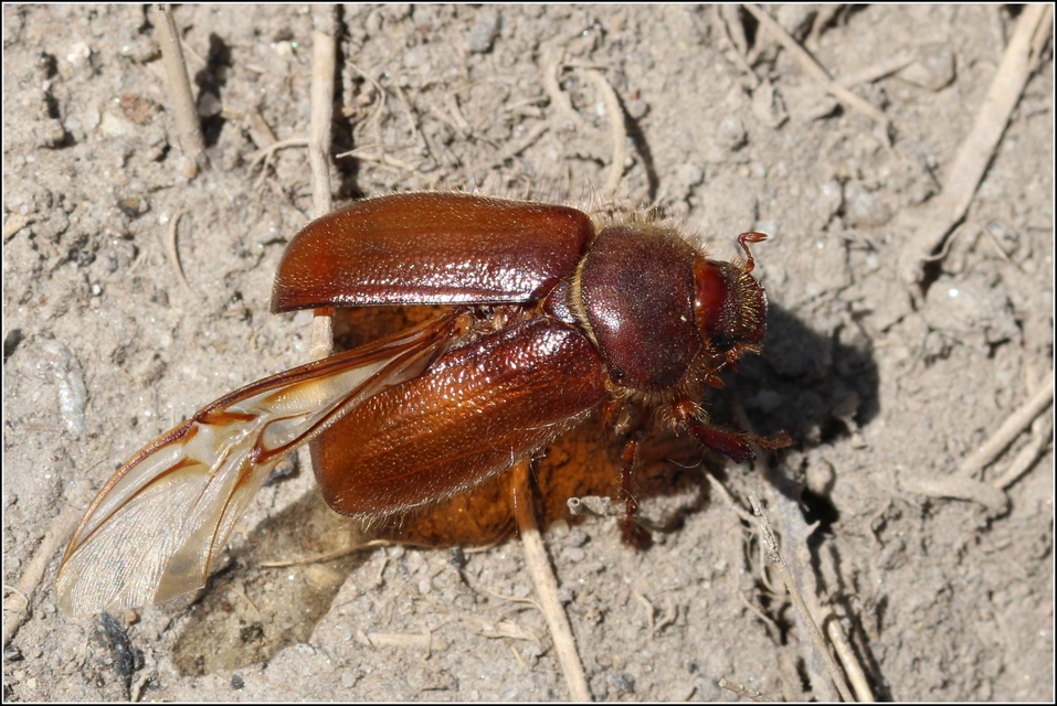 Holochelus vernus - tavaszi cserebogár
