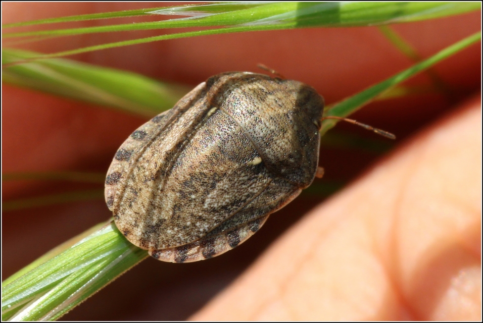 Eurygaster Eurygaster