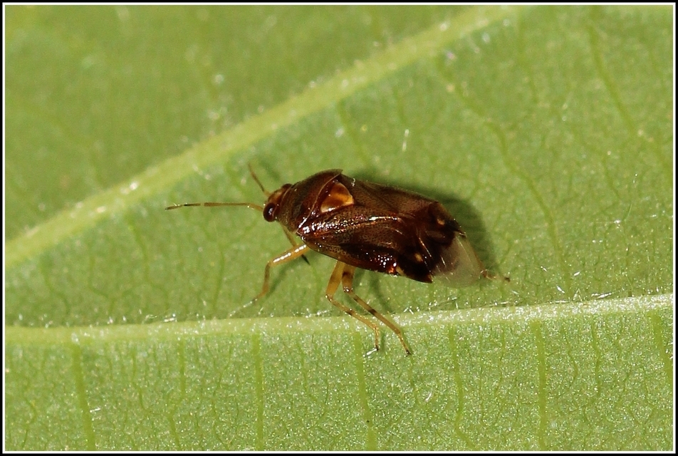 Deraeocoris lutescens - sárgás mezeipoloska