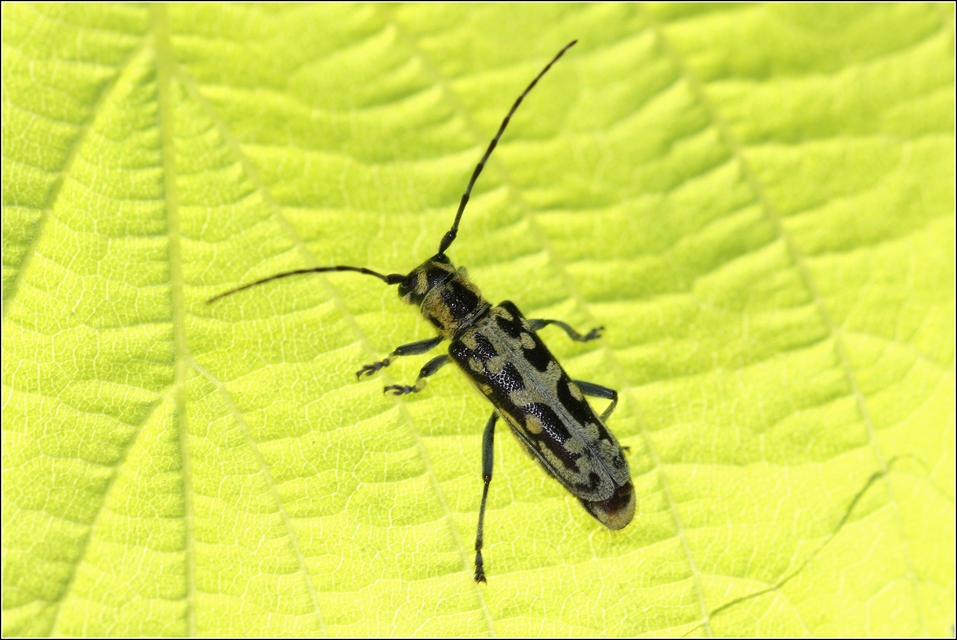 Saperda scalaris - létracincér