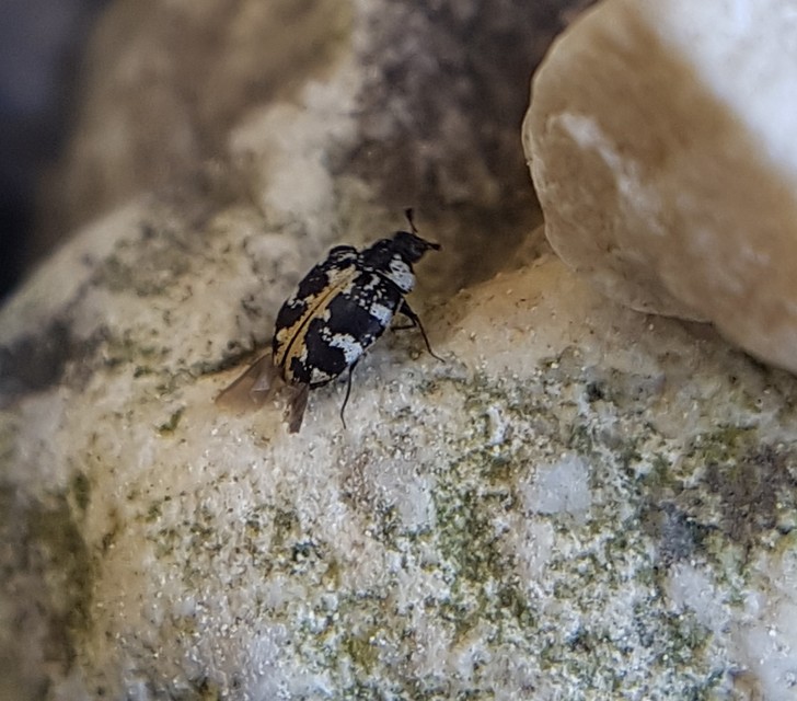 Anthrenus scrophulariae - nagy múzeumbogár