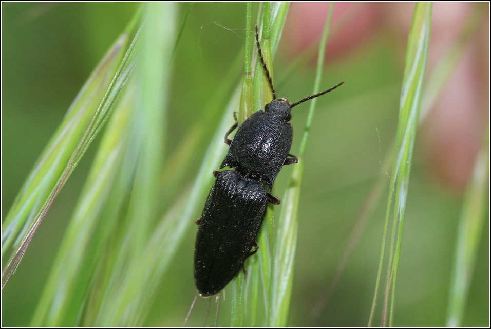 Neopristilophus insitivus - lapos pattanó